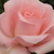 Różowy  - Róża wielkokwiatowa - Hybrid Tea - Katrin